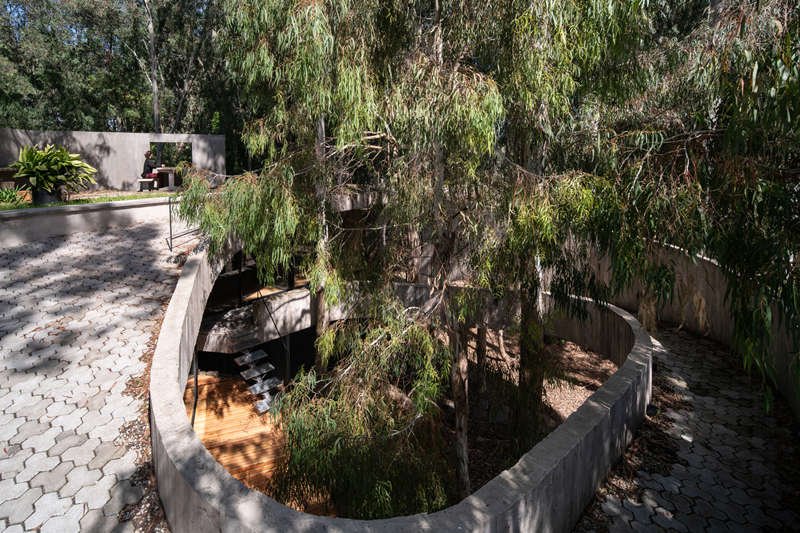 Dom w kształcie spiralnej skorupy w sercu lasu eukaliptusowego