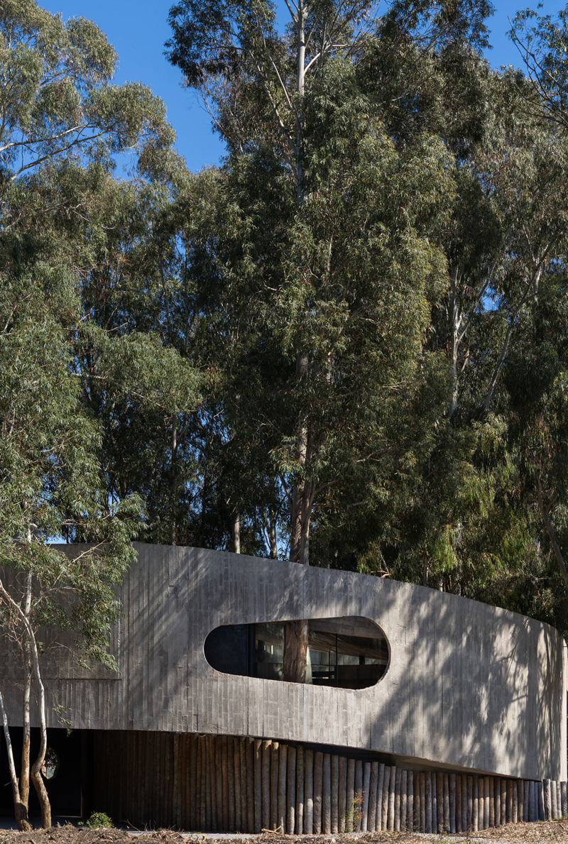 Dom w kształcie spiralnej skorupy w sercu lasu eukaliptusowego